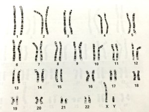 Karyotype from ISCN