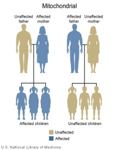 mitochondrial